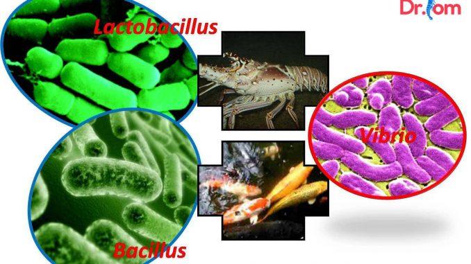 vi sinh vật có lợi trong ao nuôi thủy sản giúp cân bằng môi trường nước và tăng cường sức khỏe vật nuôi